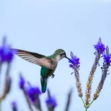 Milyen tényezők befolyásolják a kolibri szaporodási képességét?