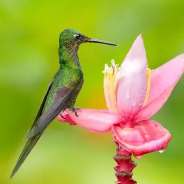 Milyen állapotban van a kolibri természet jelenlegi állapota?